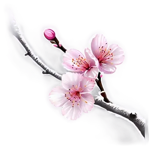 Japanese Cherry Blossom Png Acx PNG Image