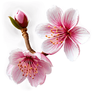 Japanese Sakura Flower PNG 06202024 PNG