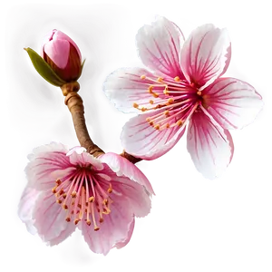 Japanese Sakura Flower Png 06202024 PNG Image