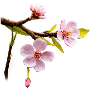 Japanese Sakura Flower PNG 24 PNG