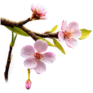 Japanese Sakura Flower Png 24 PNG Image