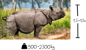 Javan Rhinoceros Endangered Animals, HD Png Download PNG image with transparent background