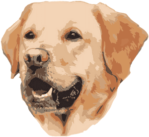 Jerry Naylor Dog Plane, HD Png Download PNG image with transparent background