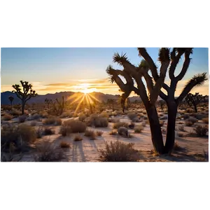 Joshua Tree During Sunset Png 06262024 PNG Image