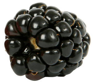 Juicy Blackberry Closeup.png PNG with transparent background