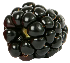 Juicy Blackberry Closeup.png PNG Image