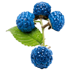 Juicy Blue Raspberry PNG dhq PNG