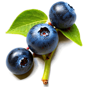 Juicy Blueberries PNG 05242024 PNG image with transparent background
