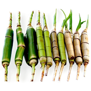 Juicy Sugarcane Segment Png 06262024 PNG Image