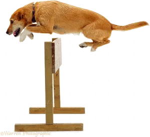 Jumping Dog Agility Hurdle PNG Image