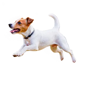 Jumping Jack Russell Terrier Png Dow95 PNG Image