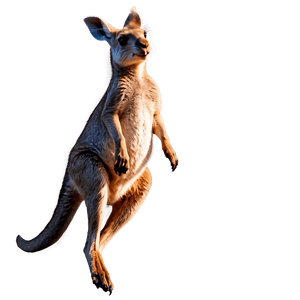 Jumping Kangaroo PNG 05212024 PNG image with transparent background
