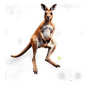 Jumping Kangaroo PNG stw88 PNG image with transparent background