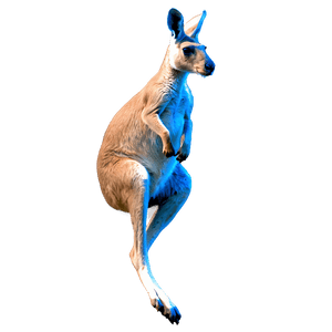 Jumping Kangaroo PNG ytb2 PNG image with transparent background