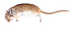 Jumping Rat Isolated Background PNG image with transparent background