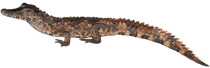 Clip Art Species The Ray Laboratory - Crocodile, HD Png Download PNG image with transparent background