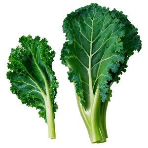 Kale Leaves Png Ogj PNG Image