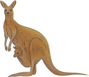 Kangaroo, HD Png Download PNG image with transparent background