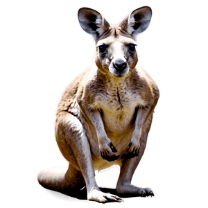 Kangaroo Illustration PNG oru74 PNG image with transparent background