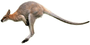 Kangaroo Png Image - Kangaroo Jumping Png, Transparent Png PNG image with transparent background