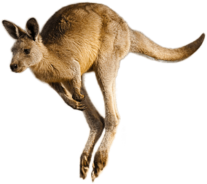 Kangaroo Png Image - Kangaroo Png, Transparent Png PNG image with transparent background