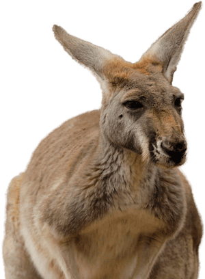 Kangaroo Png Image - Perth Zoo Kangaroo, Transparent Png PNG image with transparent background
