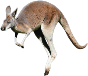 Kangaroo Png Image - Transparent Background Kangaroo Png, Png Download PNG image with transparent background