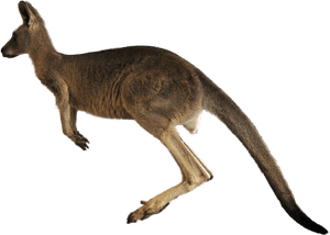 Kangaroo Png Transparent Images - Kangaroo Transparent, Png Download PNG image with transparent background