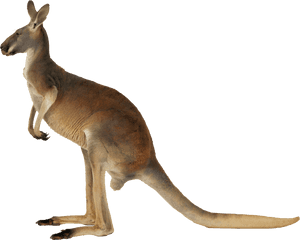 Kangaroo Png, Transparent Png PNG image with transparent background