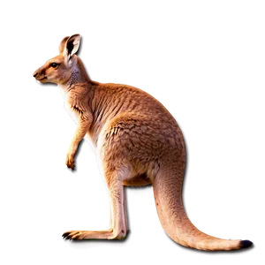 Kangaroo Tail Png 06242024 PNG Image