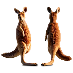 Kangaroo Tail Png Rrp PNG Image
