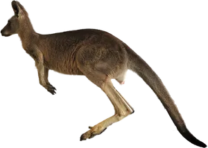 Kangarooin Motion.png PNG Image