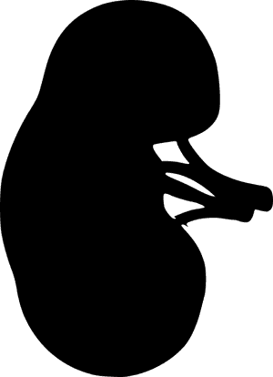 Kidney, The Outline Of The, From The Urinary System - Kidney Black And White, HD Png Download PNG with transparent background