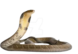 King Cobra Alert Pose PNG Image