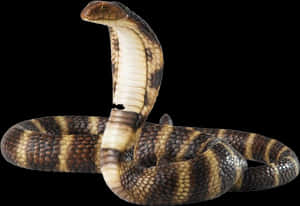 King Cobra Displaying Hood PNG image with transparent background