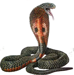 King Cobra Illustration PNG Image