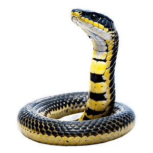 King Cobra Snake PNG 05032024 PNG image with transparent background