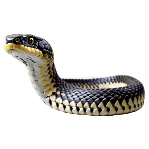 King Cobra Snake PNG 46 PNG image with transparent background