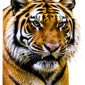 King Of Jungle Tiger Png Gxg PNG Image