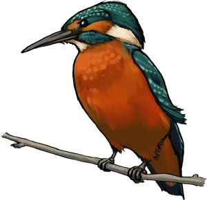 Kingfisher Perchedon Branch PNG Image