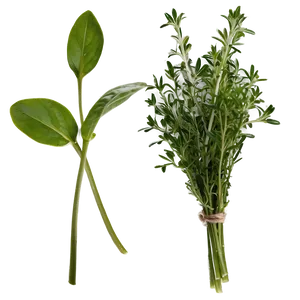 Kitchen Herb Png Nli72 PNG Image