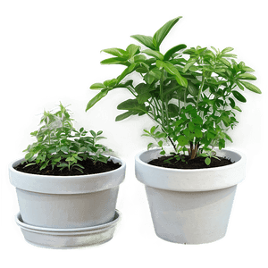 Kitchen Potted Herb Gardens PNG 06122024 PNG