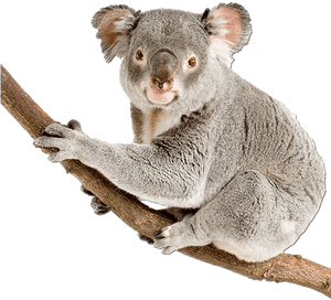 Koala Bear Happy Birthday PNG image with transparent background