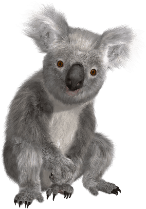 Koala Png - Koala Transparent Background PNG image with transparent background