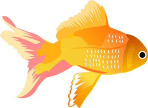 Koi Carassius Auratus Clip - Png Tropical Fish Fish, Transparent Png PNG image with transparent background