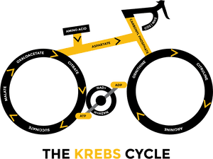Cycle, Kill Cancer With Oxygen And Ketogenic Diet Health - Krebs Bicycle, HD Png Download PNG with transparent background