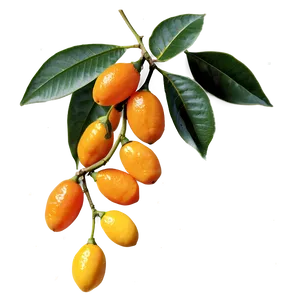 Kumquat Branch Png 55 PNG Image