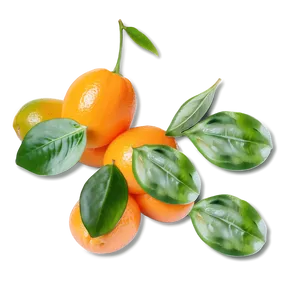 Kumquat Delight Png 62 PNG Image