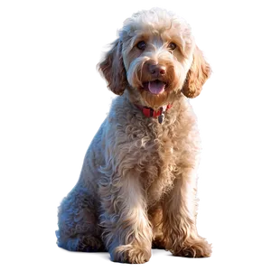 Labradoodle At Sunset Png 14 PNG Image