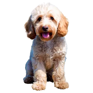 Labradoodle At Sunset Png Mdv68 PNG Image